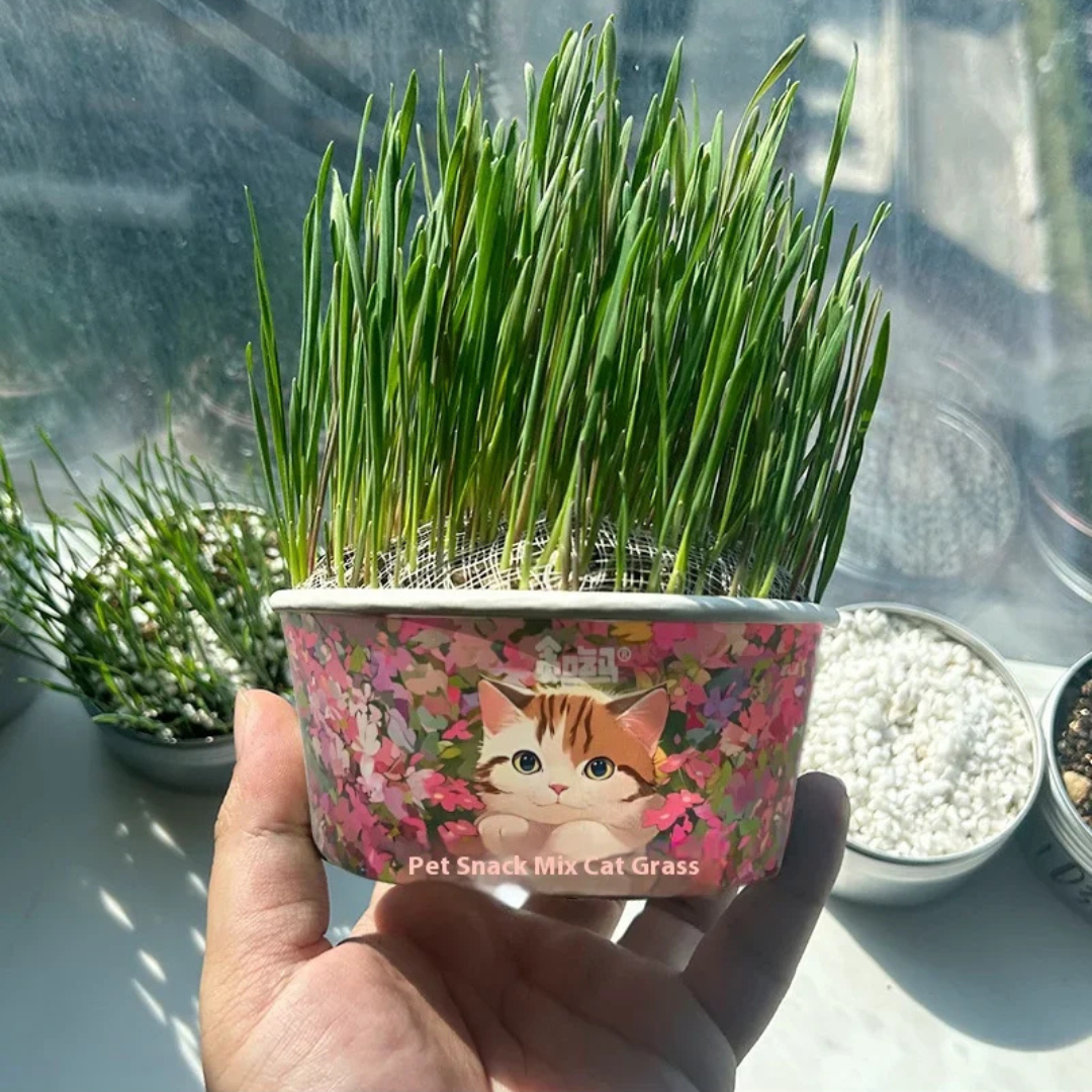 Organic Cat Grass by F&C™